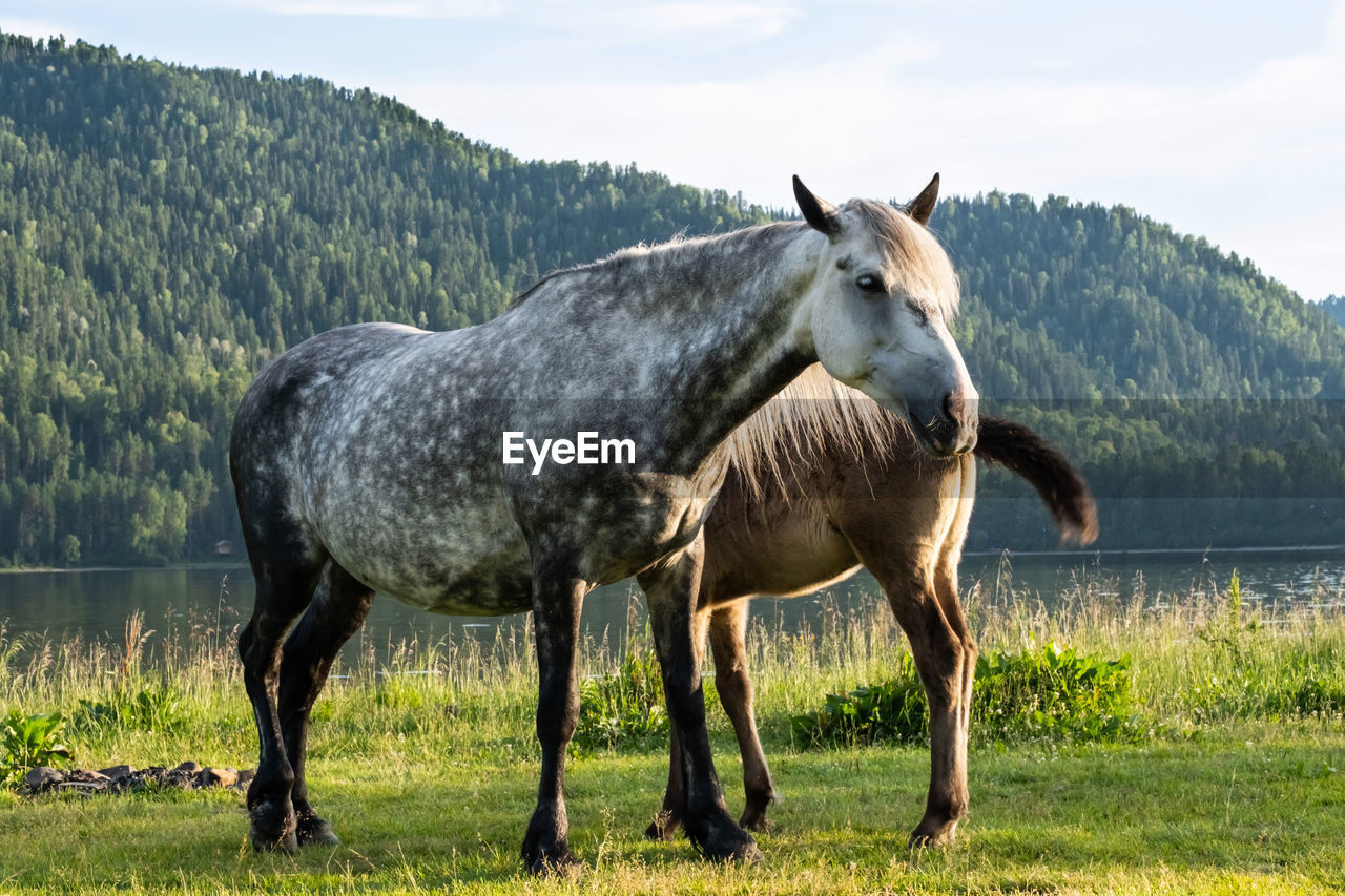 Cute mare with foal grazing on lakeshore. horses are pasture on lawn lakeside.