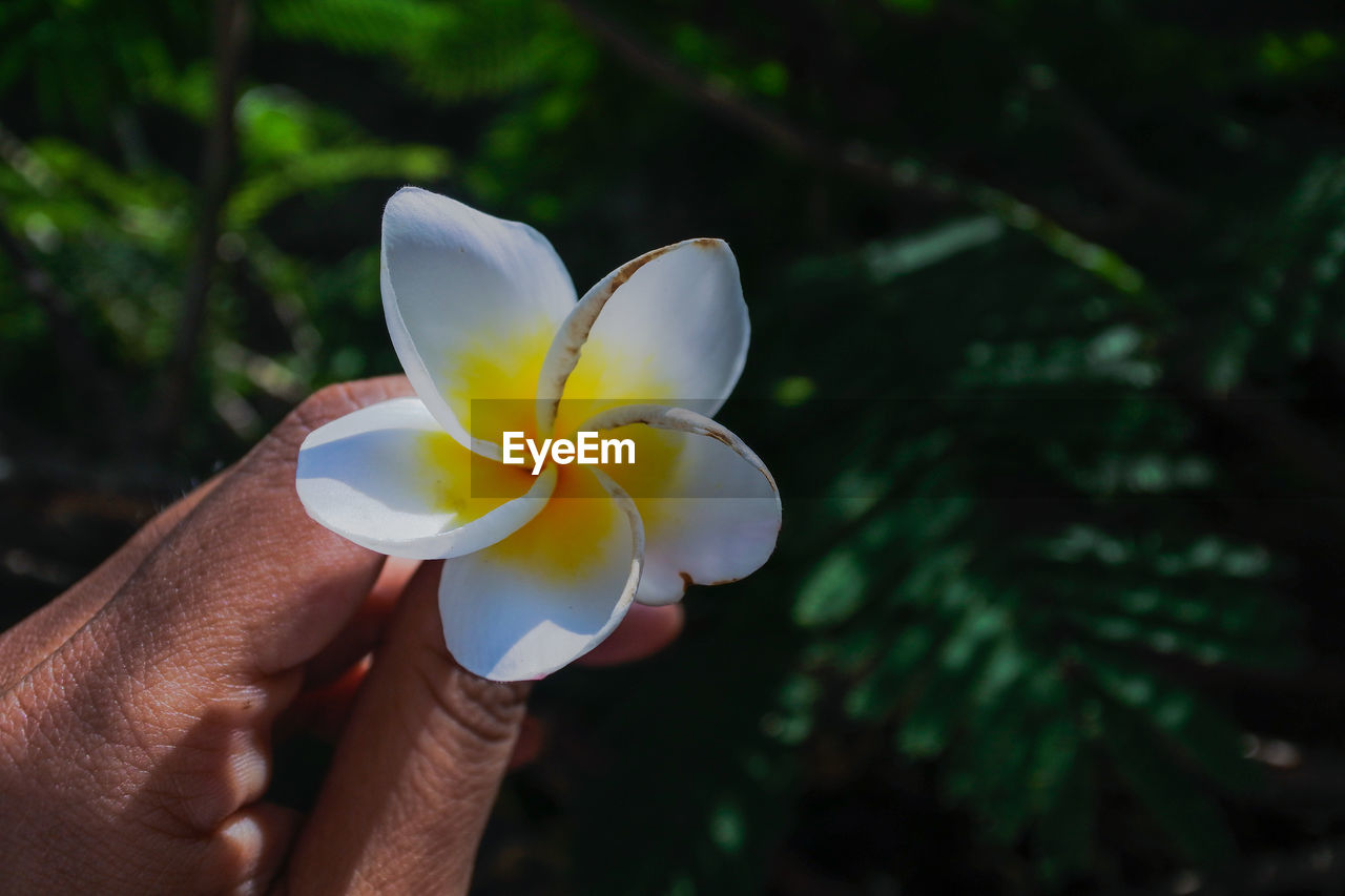 Close-up of hand holding white flower