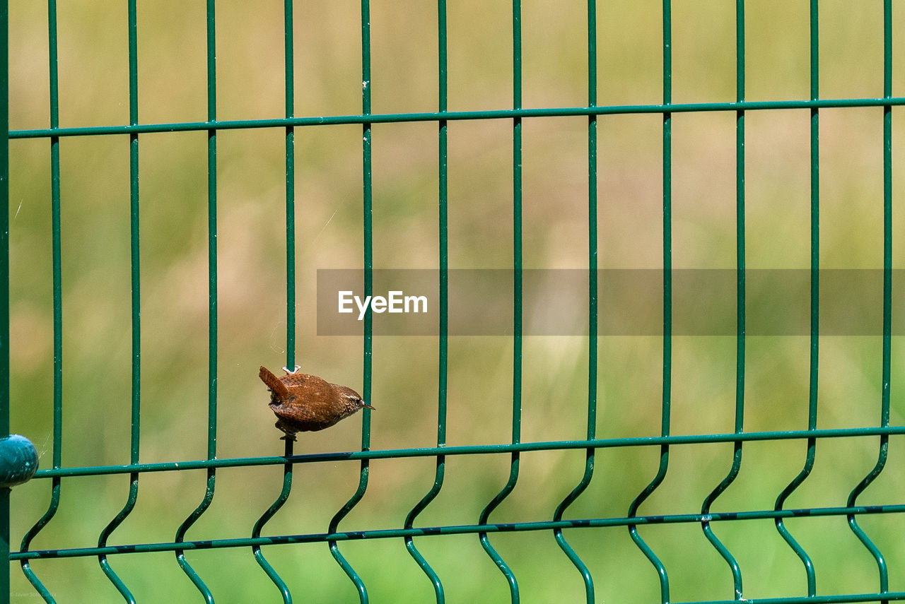 View of bird in cage