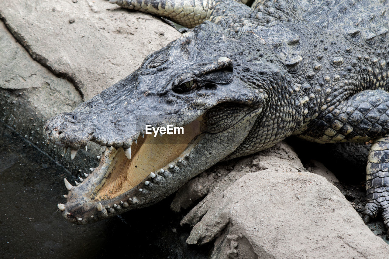 CLOSE-UP OF CROCODILE IN A WATER