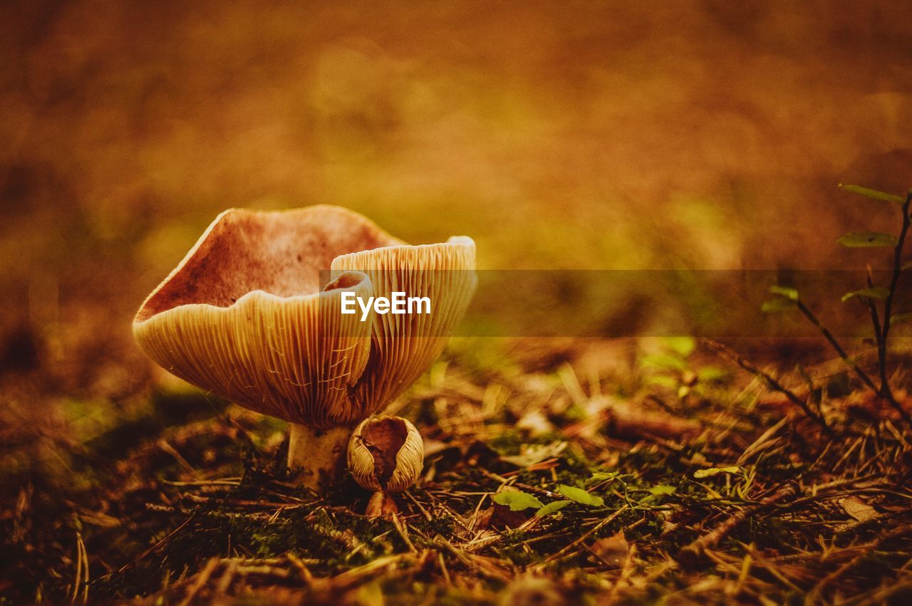 Close-up of mushroom in grass