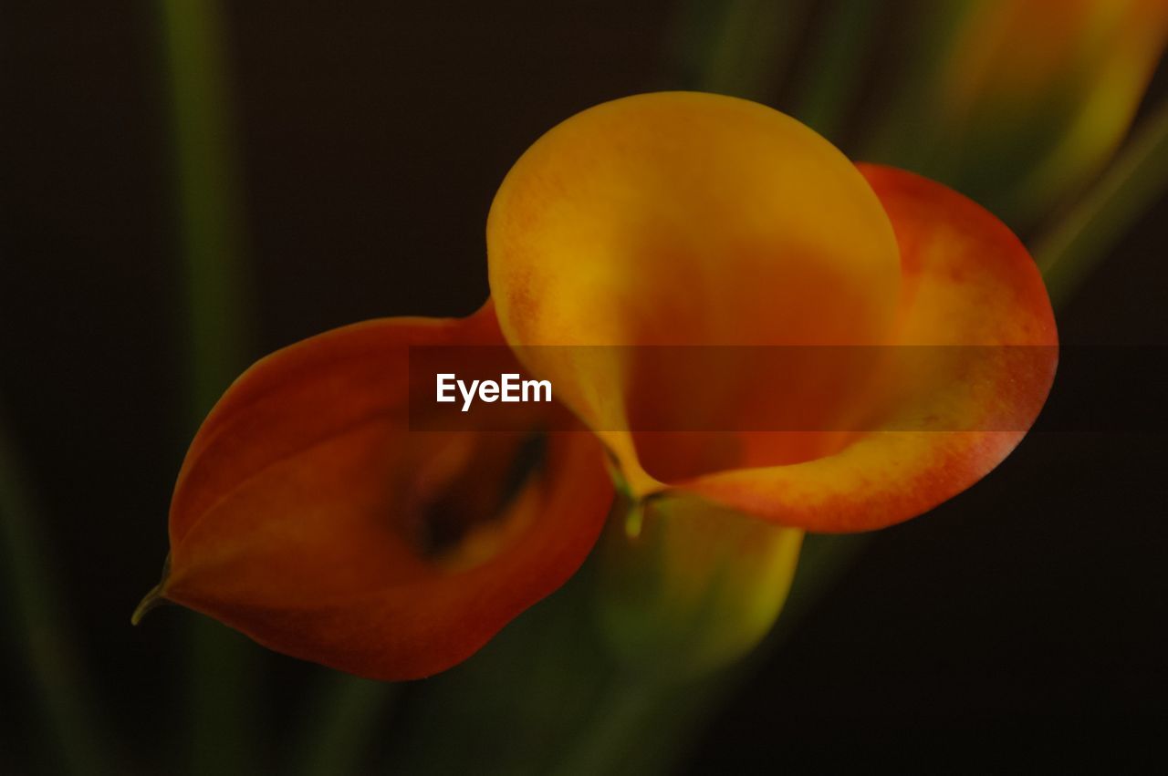 High angle view of orange calla lily blooming outdoors