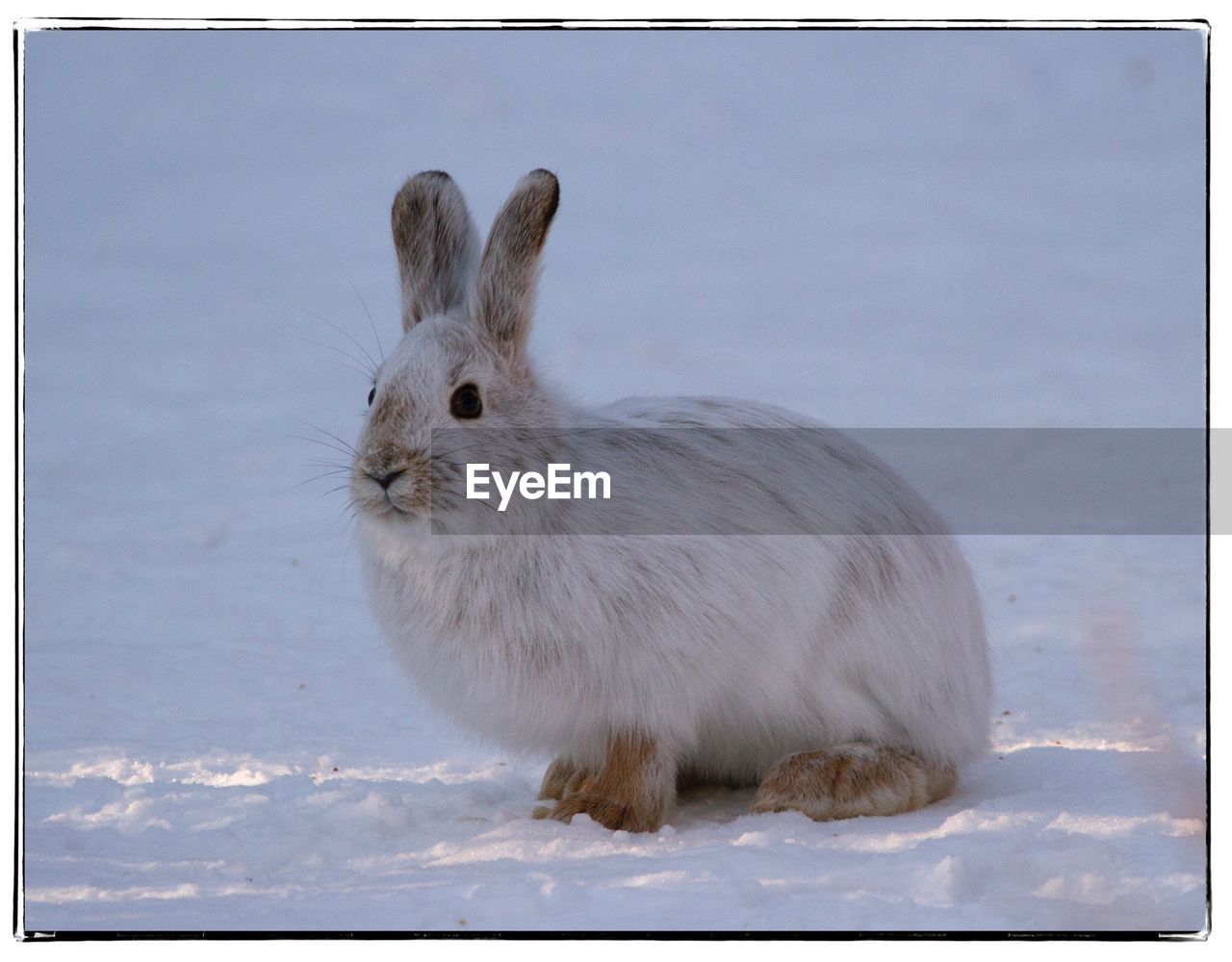 CLOSE-UP OF RABBIT ON ROCK AGAINST SKY