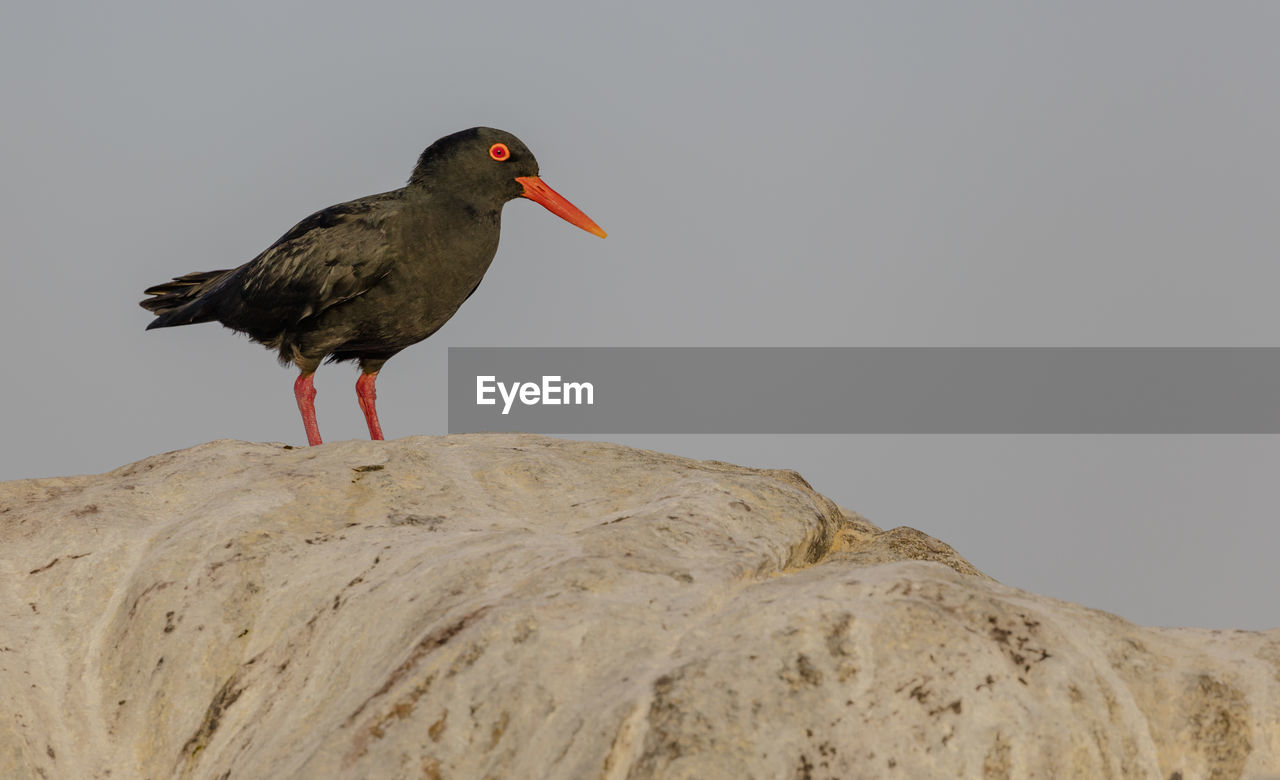 African black oystercatchers on a rock at shark island close to lüderitz, a coastal town in namibia