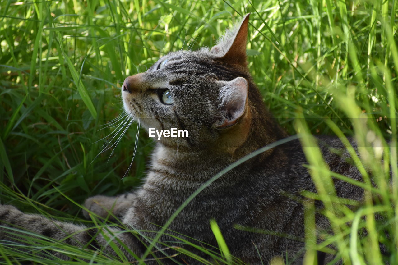 CLOSE-UP OF A CAT LOOKING AWAY ON GRASS