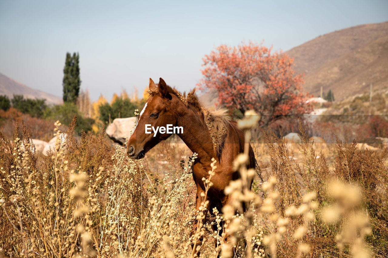 View of an animal on field