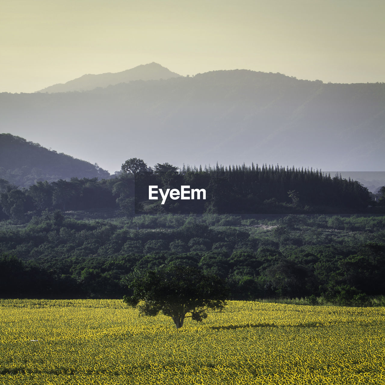 Scenic view of field against mountains