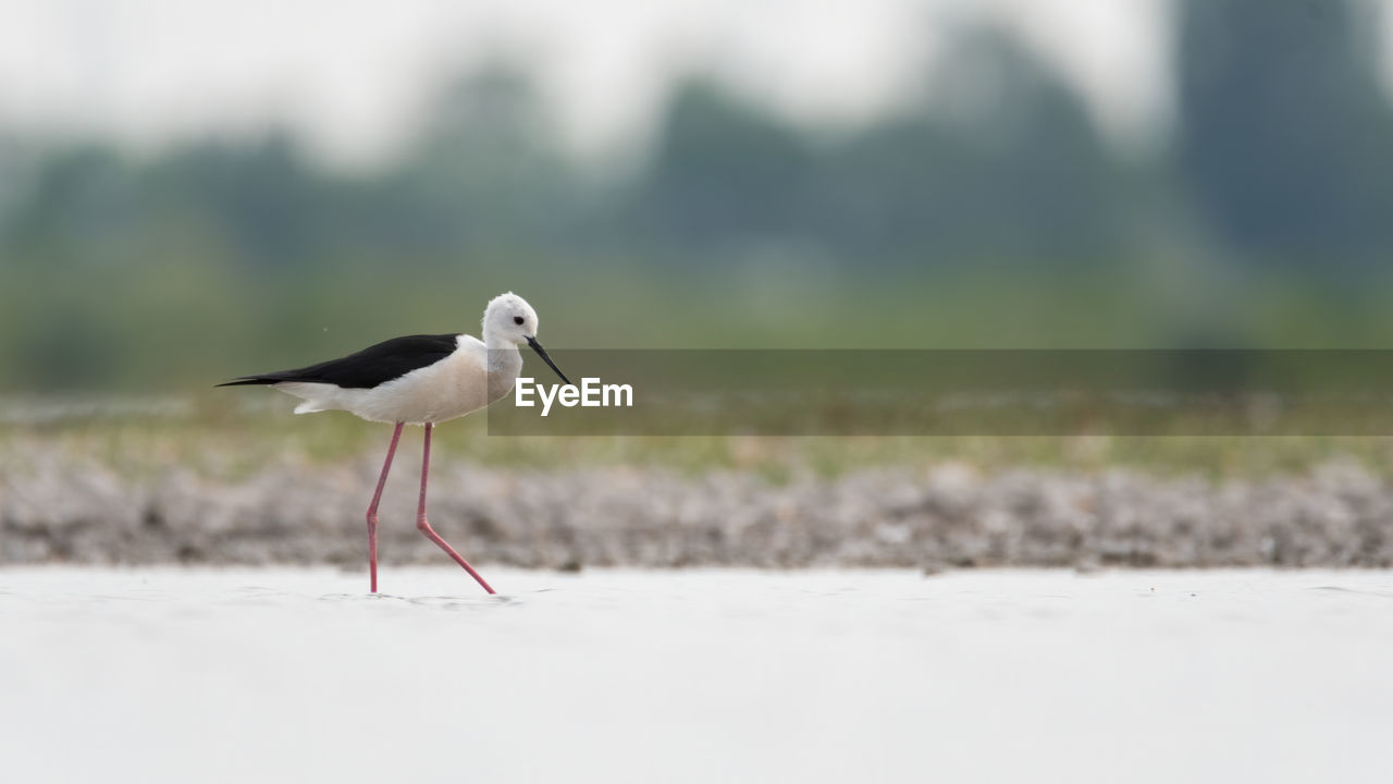 Bird on a field