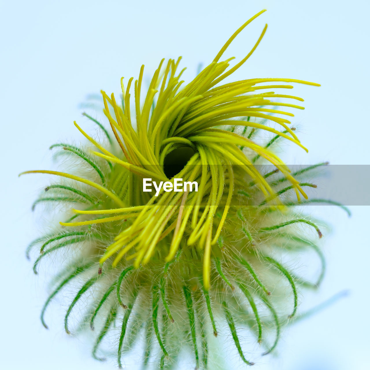 plant, green, flower, leaf, branch, yellow, studio shot, nature, no people, close-up, grass, plant stem, indoors, freshness, tree, growth, plant part, food and drink, food, macro photography, herb
