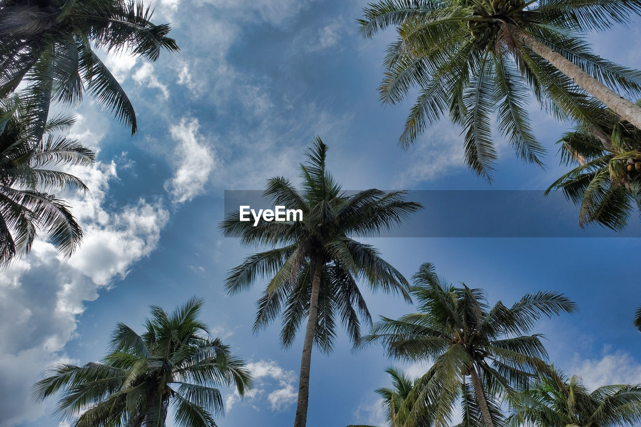 Low angle view of palm trees against sky