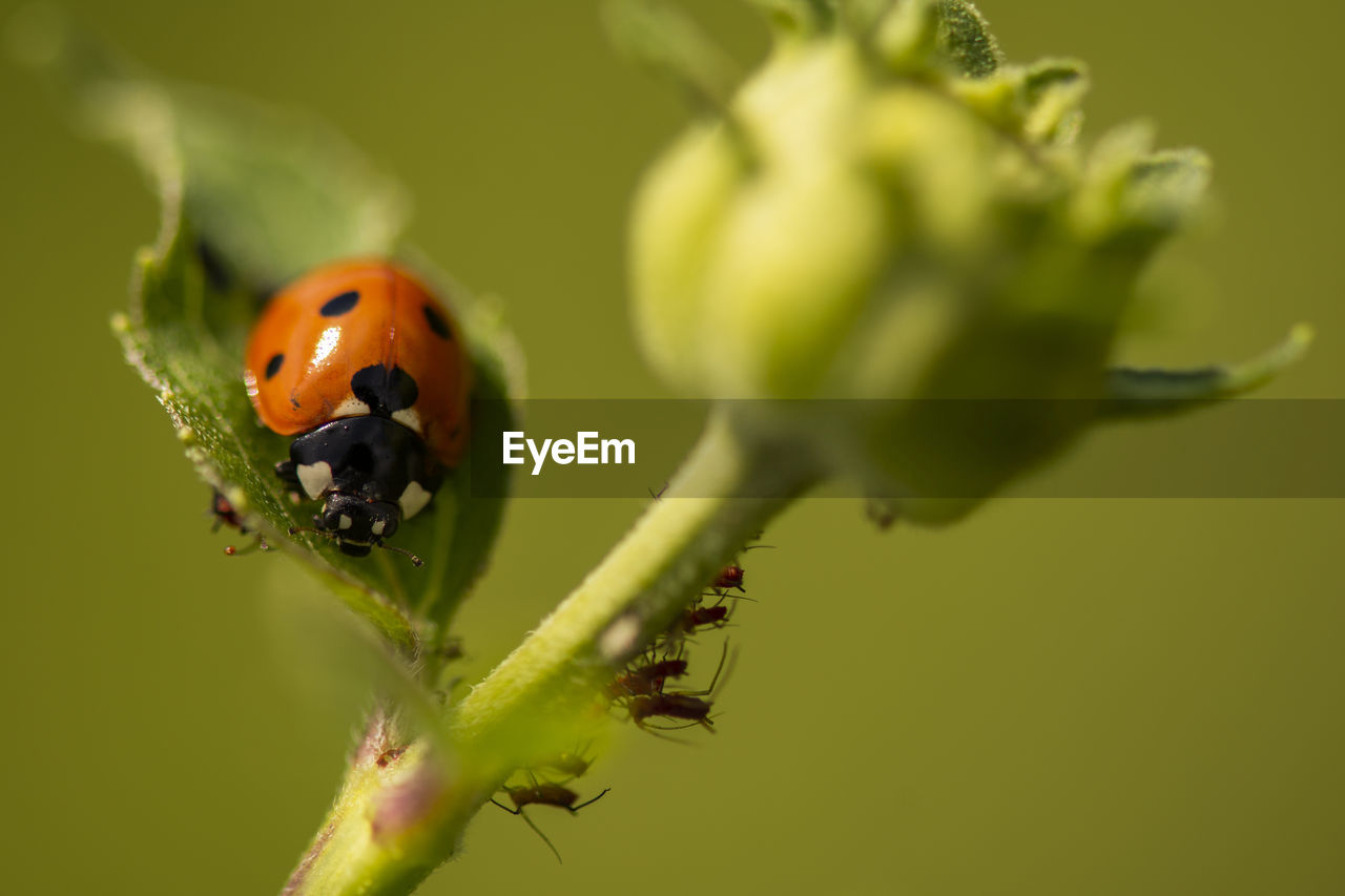 LADYBUG ON A FLOWER