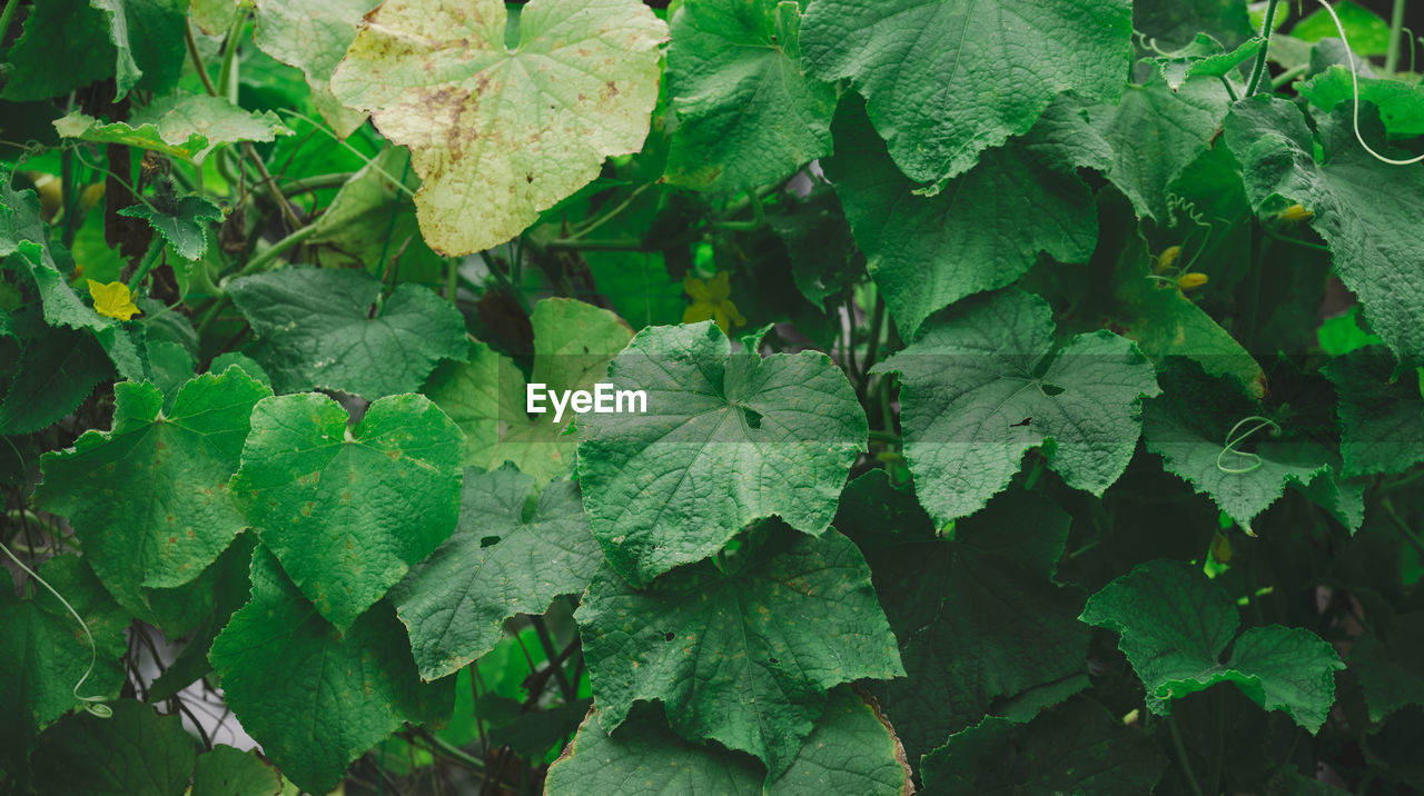 Growing bushes of cucumbers with green leaves in the vegetable garden on a summer day