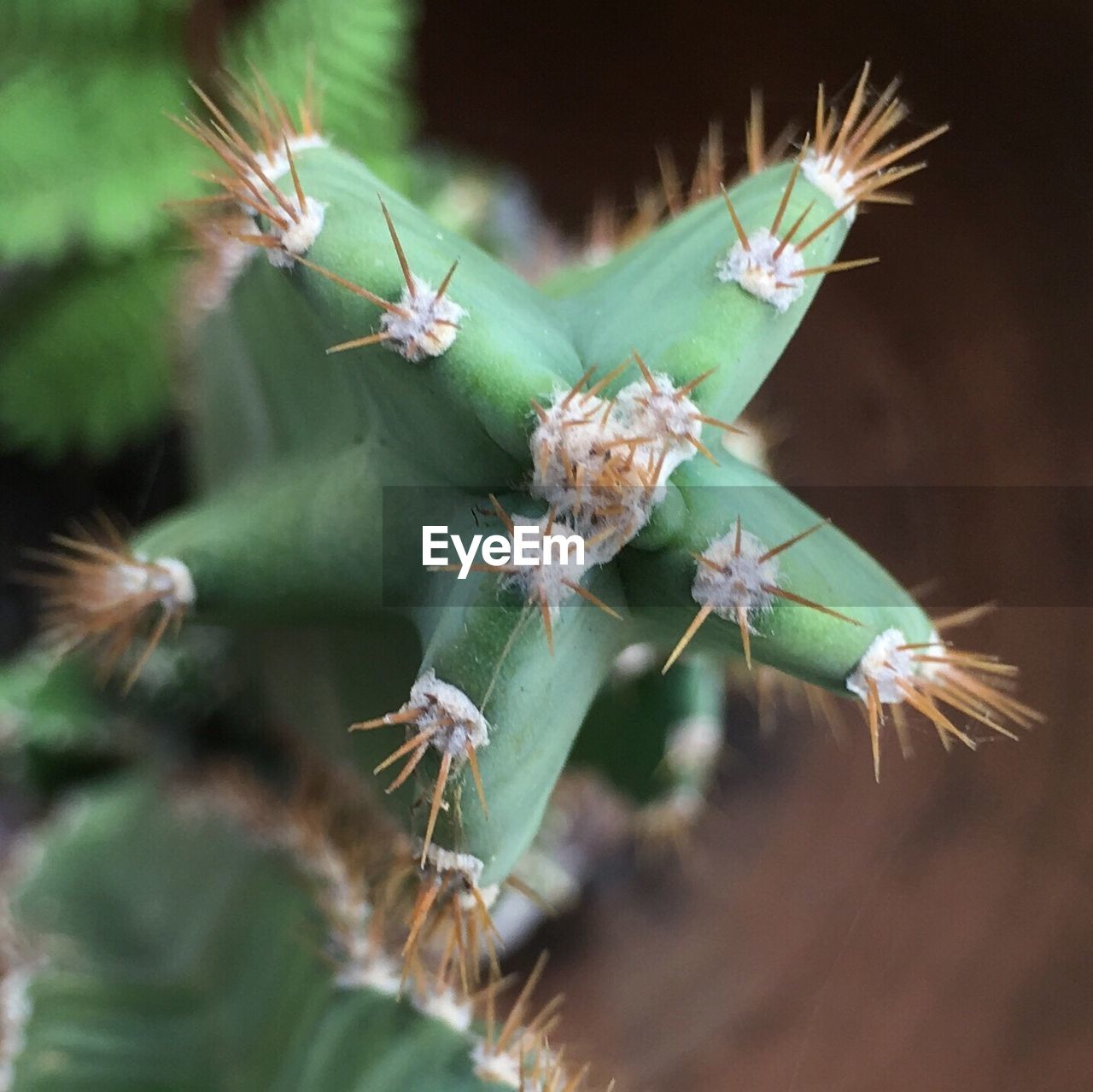 CLOSE-UP OF INSECTS ON PLANT