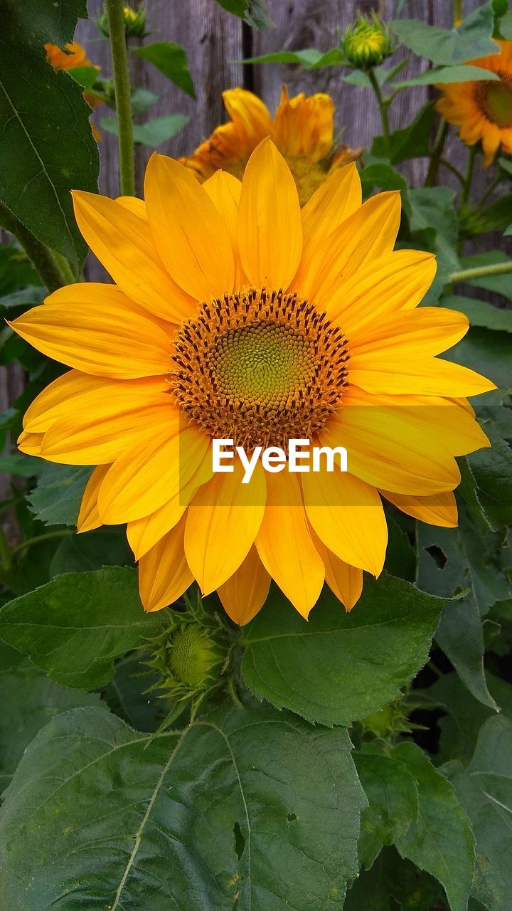 CLOSE-UP OF YELLOW SUNFLOWER