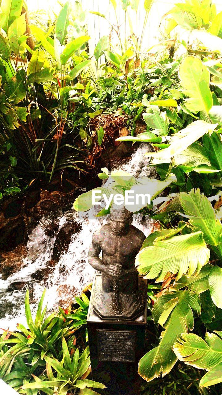 HIGH ANGLE VIEW OF PLANTS GROWING IN WATER