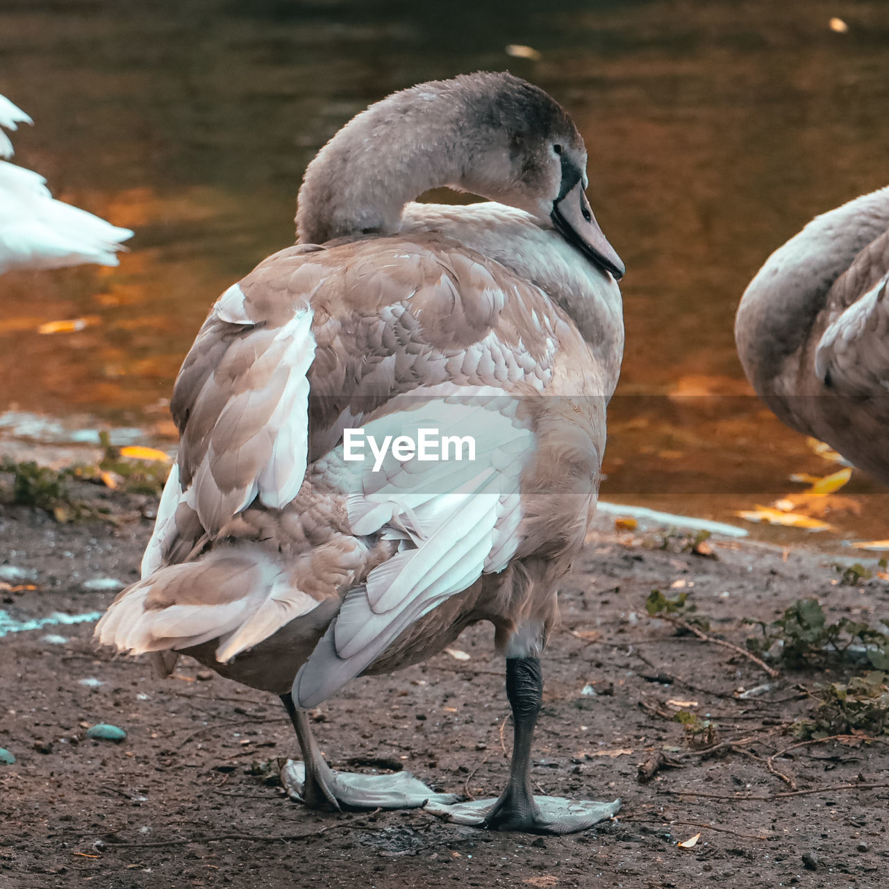 Close-up of swan on land