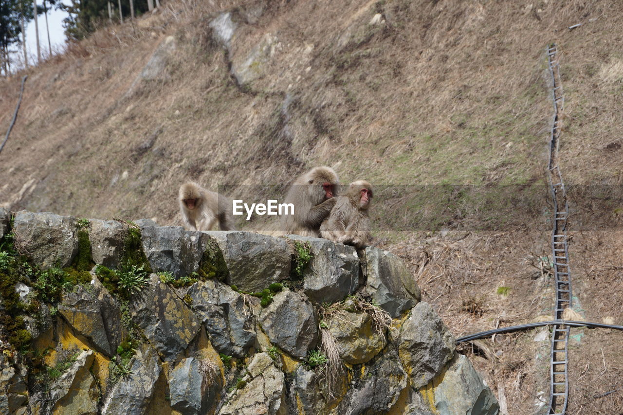 MONKEYS SITTING ON ROCK