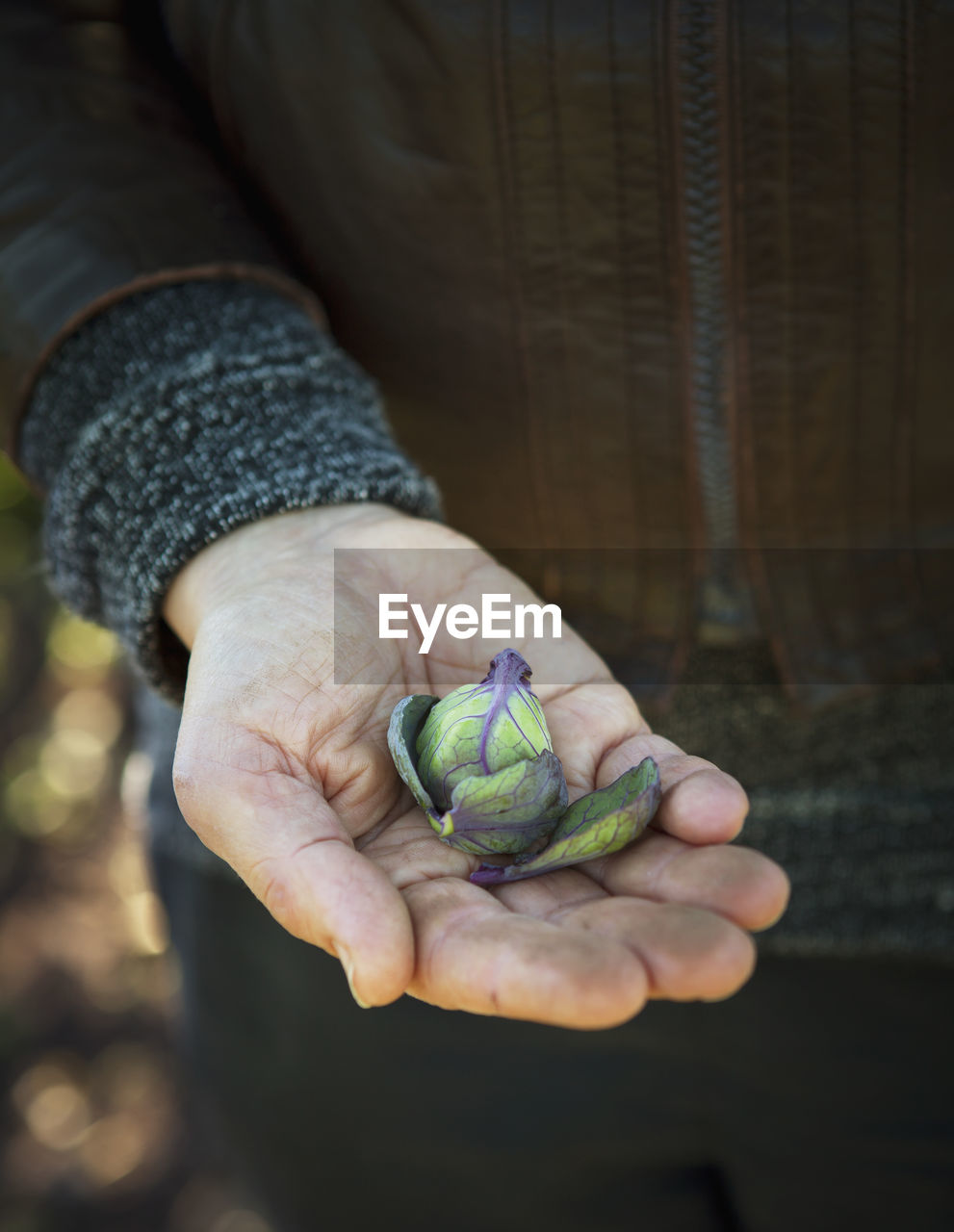 Brussels sprout on mans hand