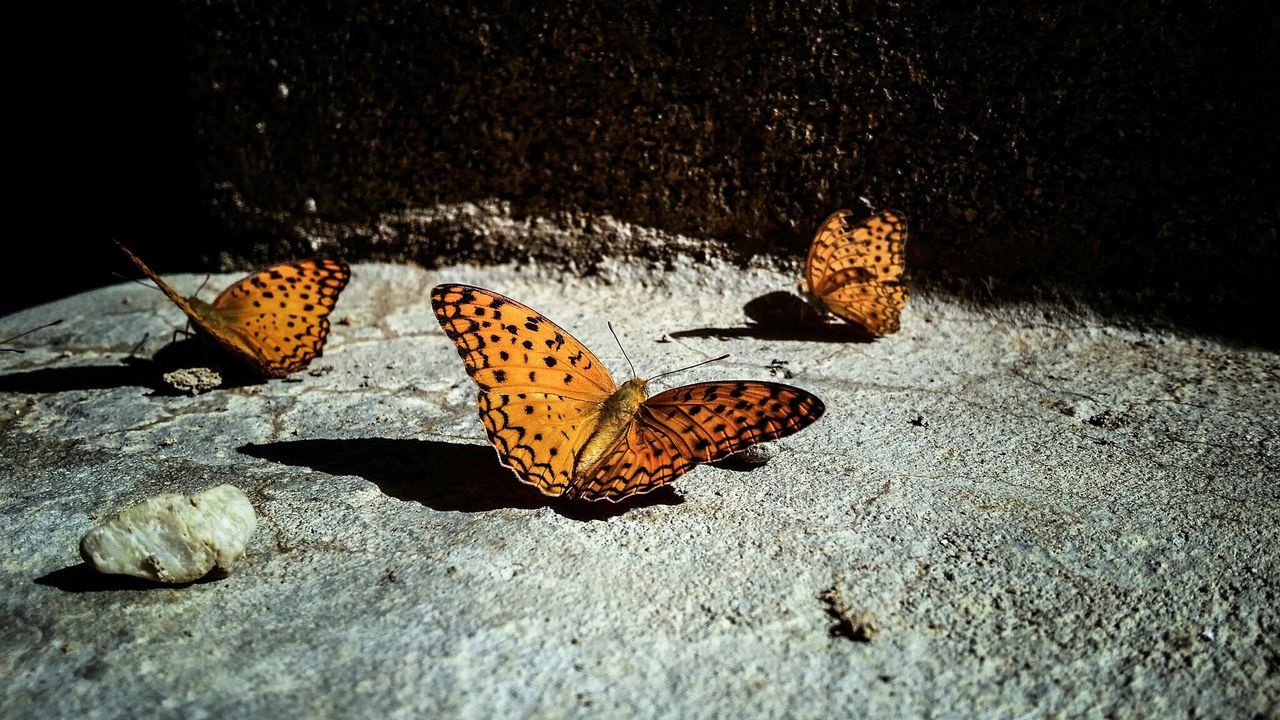 CLOSE-UP OF BUTTERFLY ON LEAF