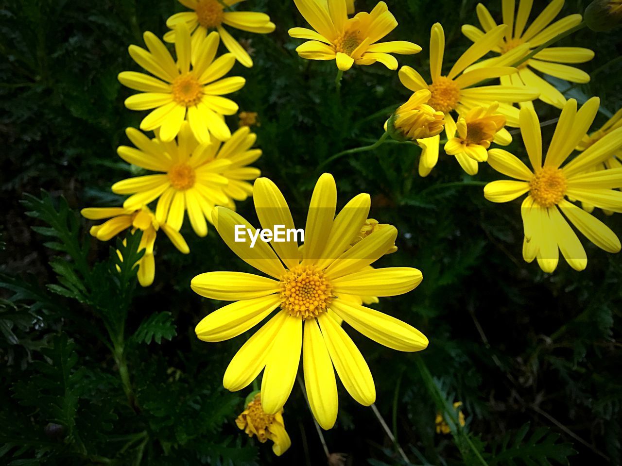 CLOSE-UP OF BLACK-EYED YELLOW FLOWERS