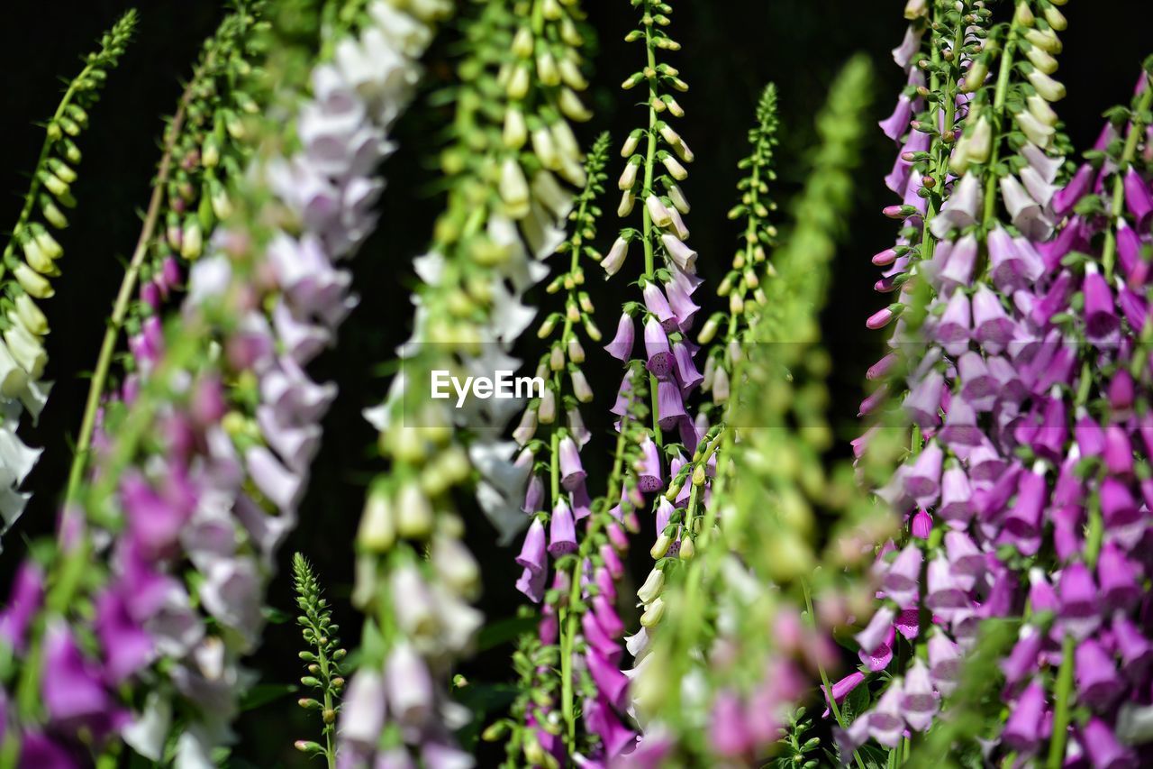 Close-up of purple, green and whire flowering plant