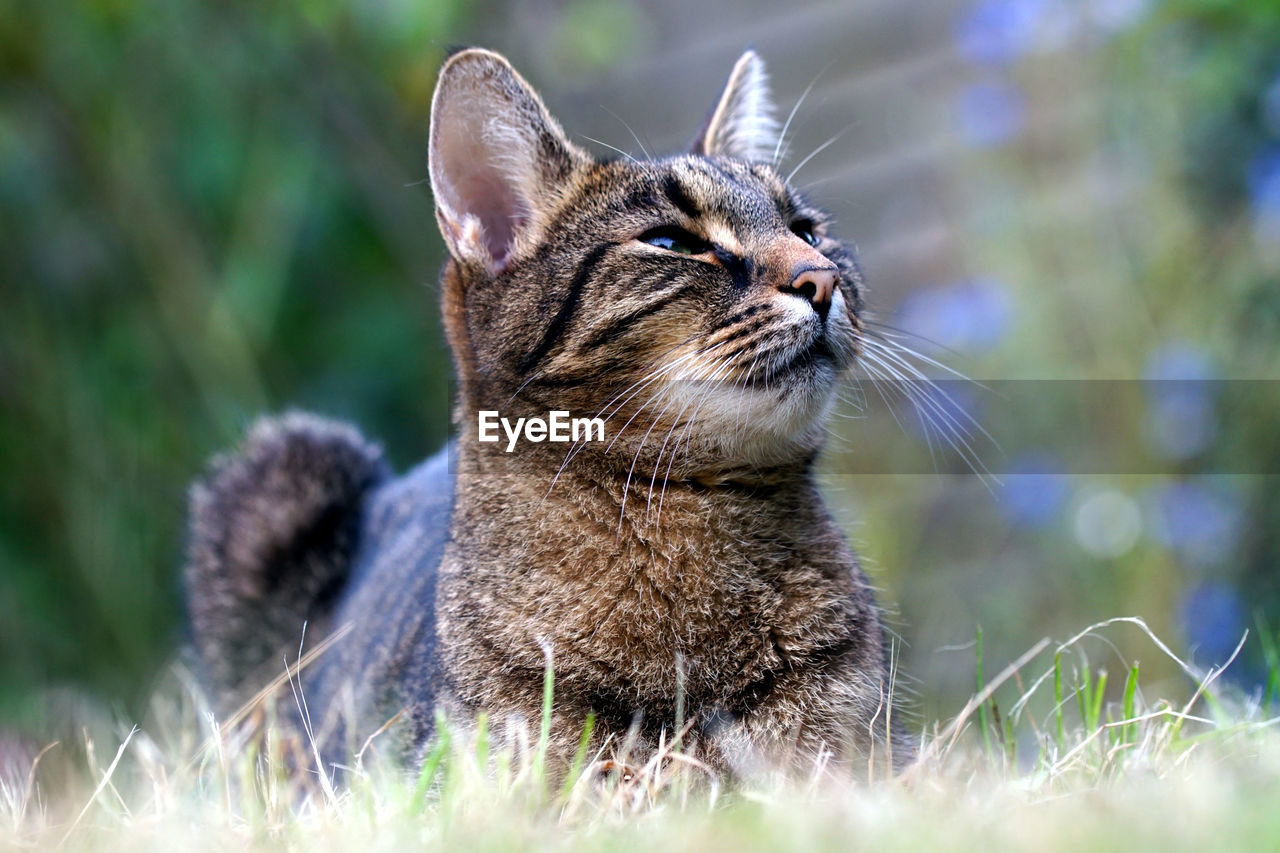 CLOSE-UP OF CAT ON FIELD