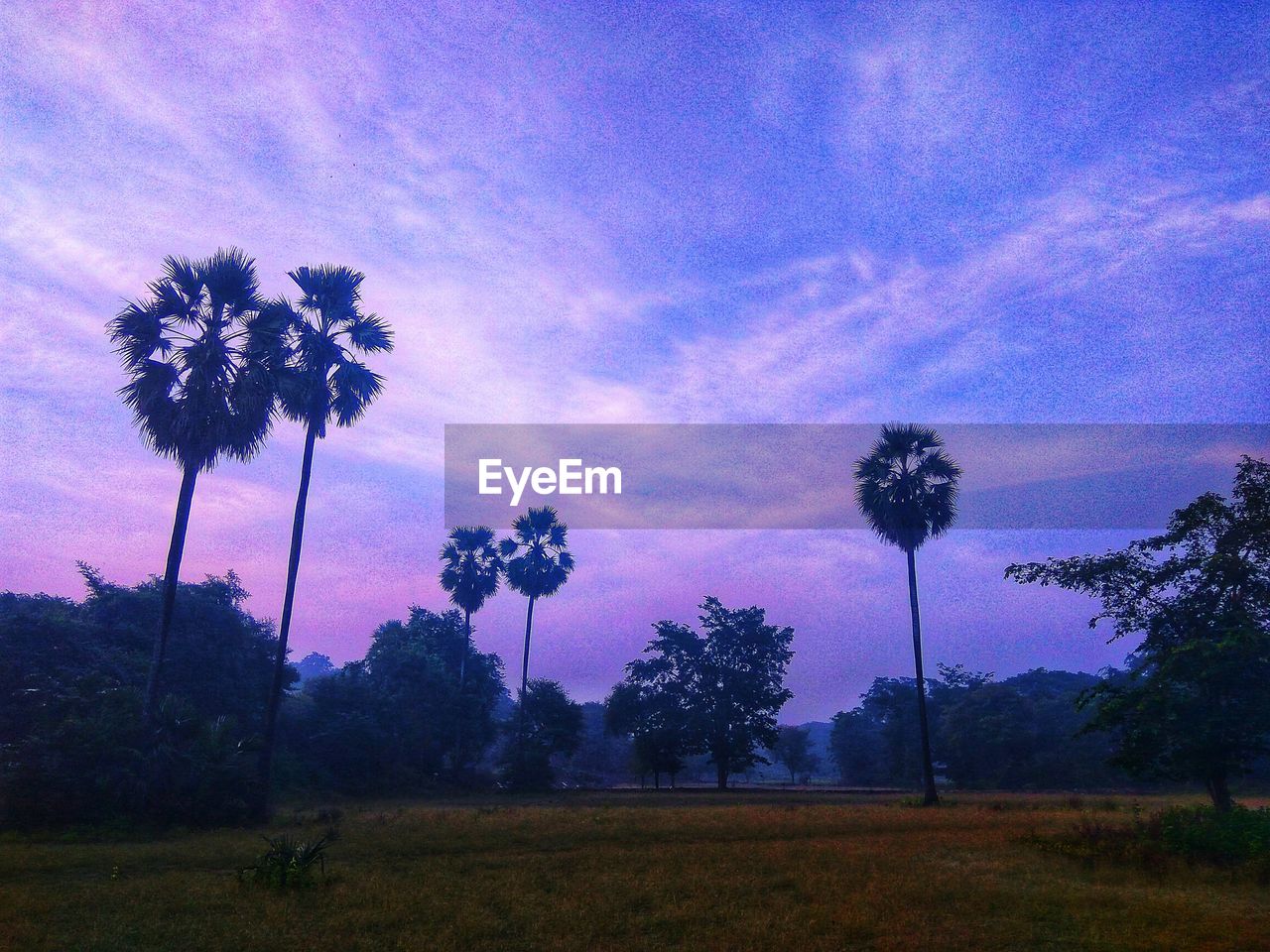 SILHOUETTE PALM TREES ON FIELD AGAINST SKY