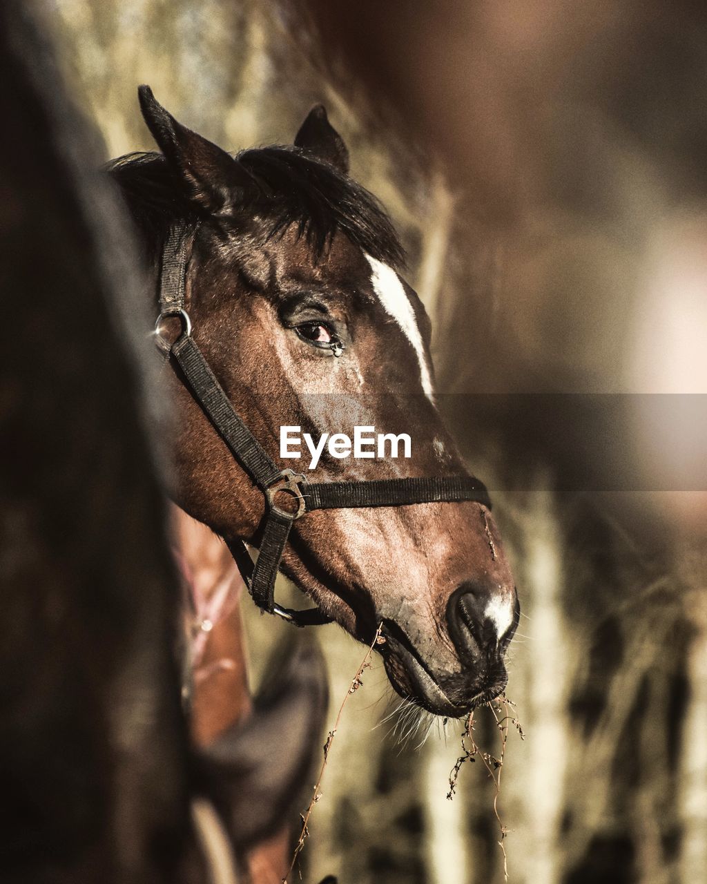 CLOSE-UP OF A HORSE IN THE RANCH