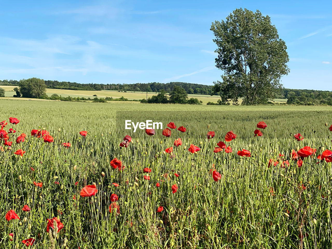 Scenic view of flowering plants on field against sky