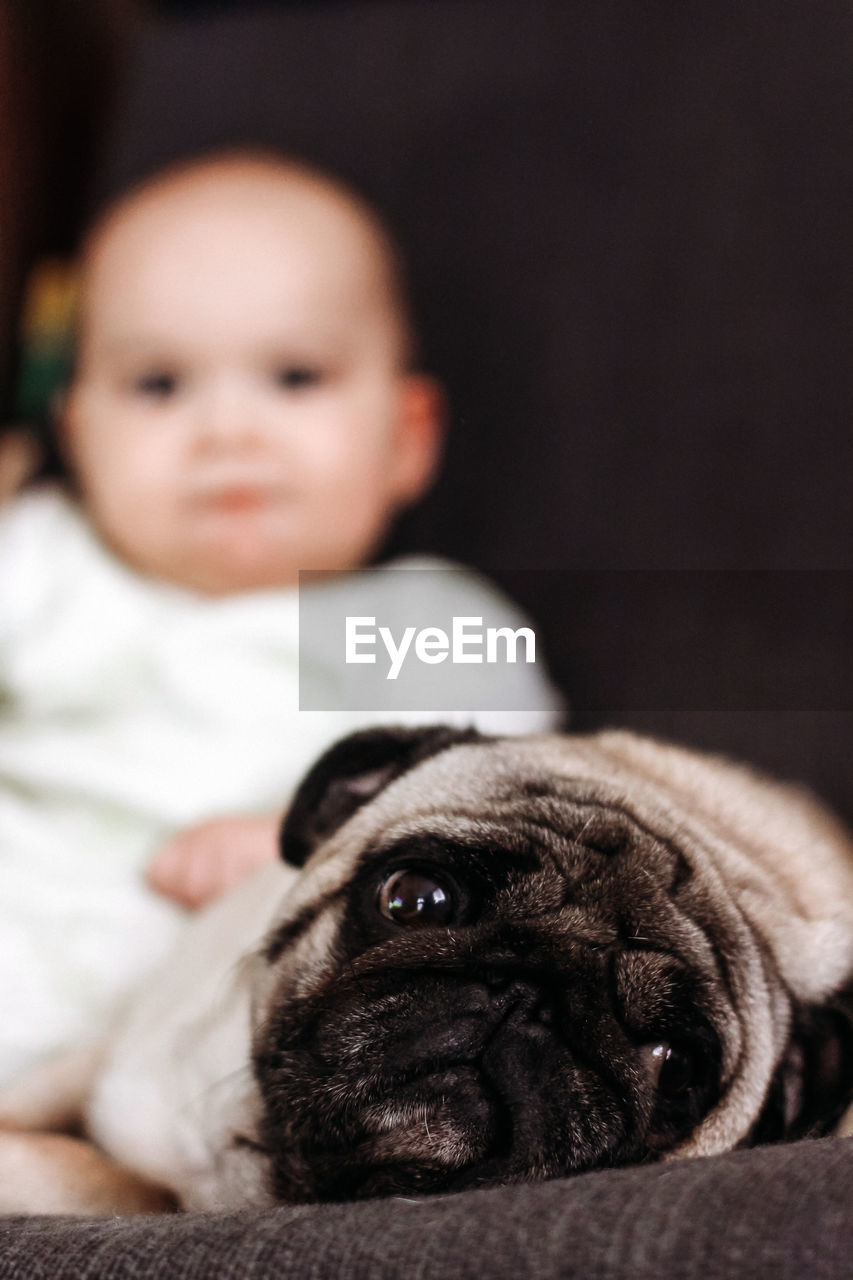 Pug dog with baby
