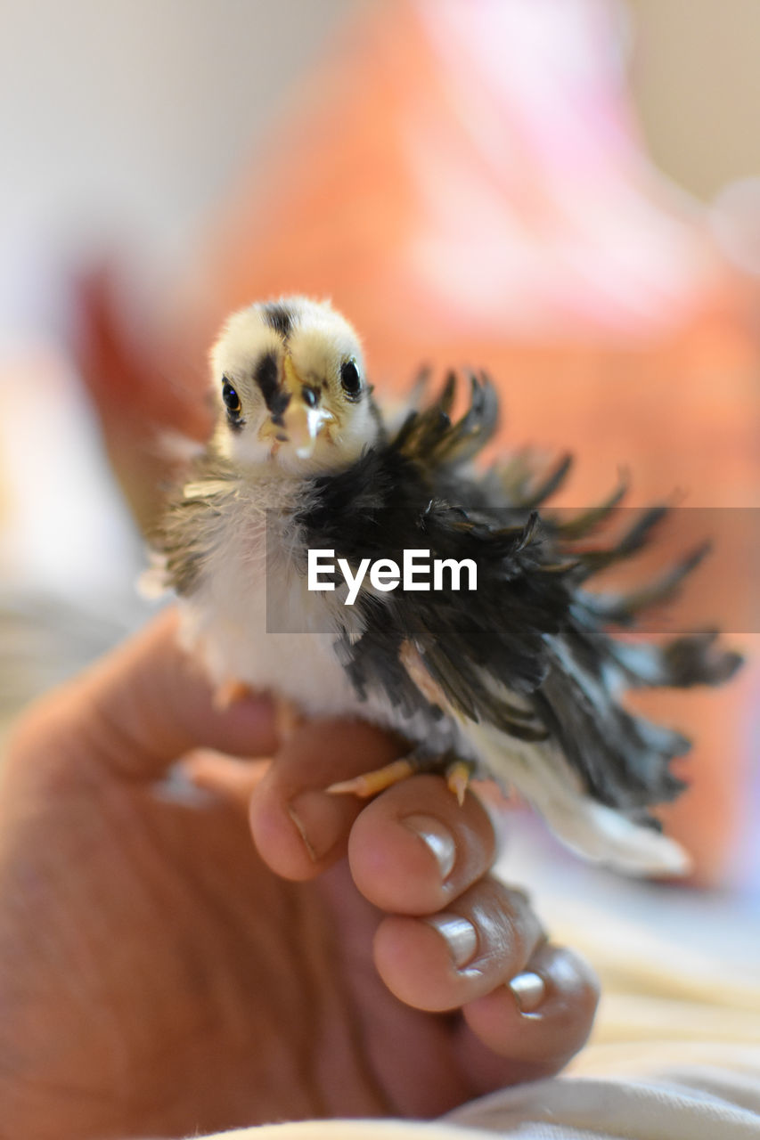 Close-up of hand holding small bird