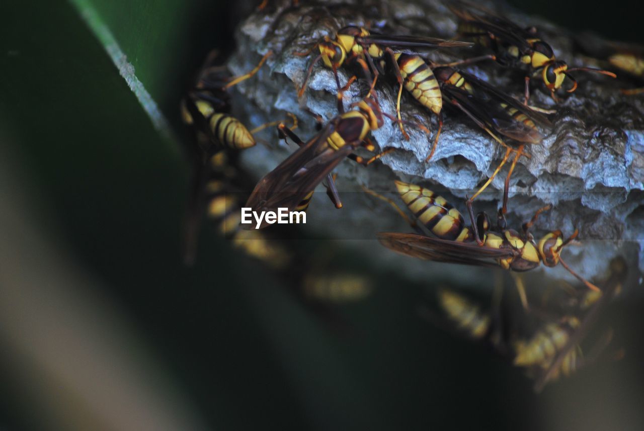 Close-up shot of wasp nest inside a bush