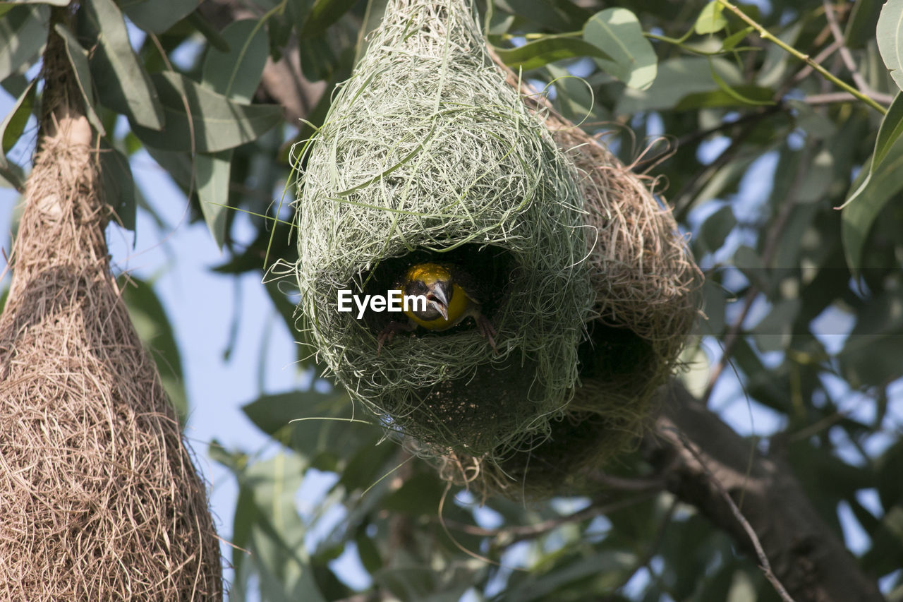 Low angle view of bird in nest hanging from tree