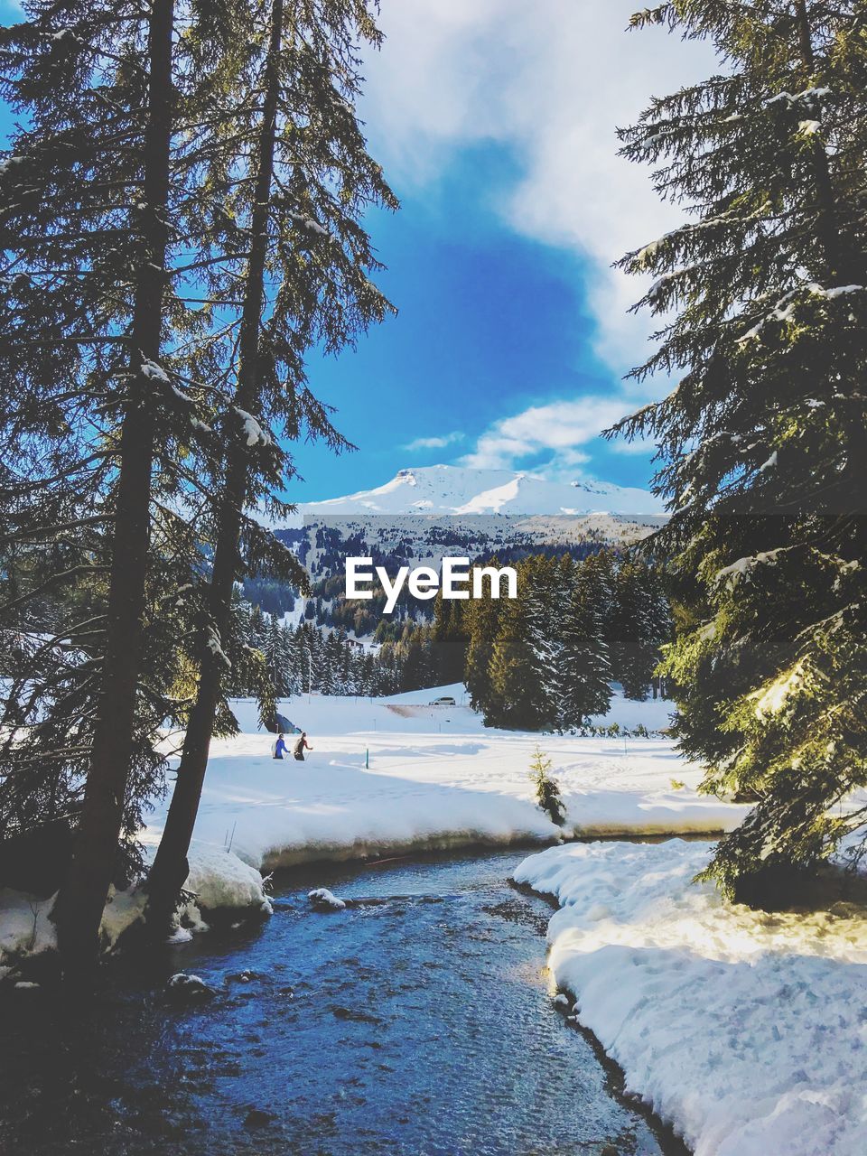 TREES ON SNOWCAPPED MOUNTAINS AGAINST SKY