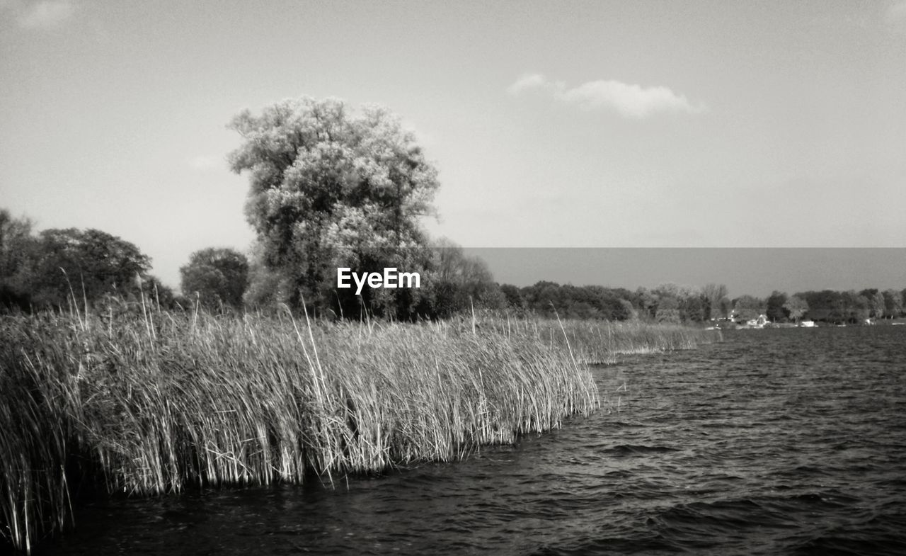 Lake and grassy field against sky