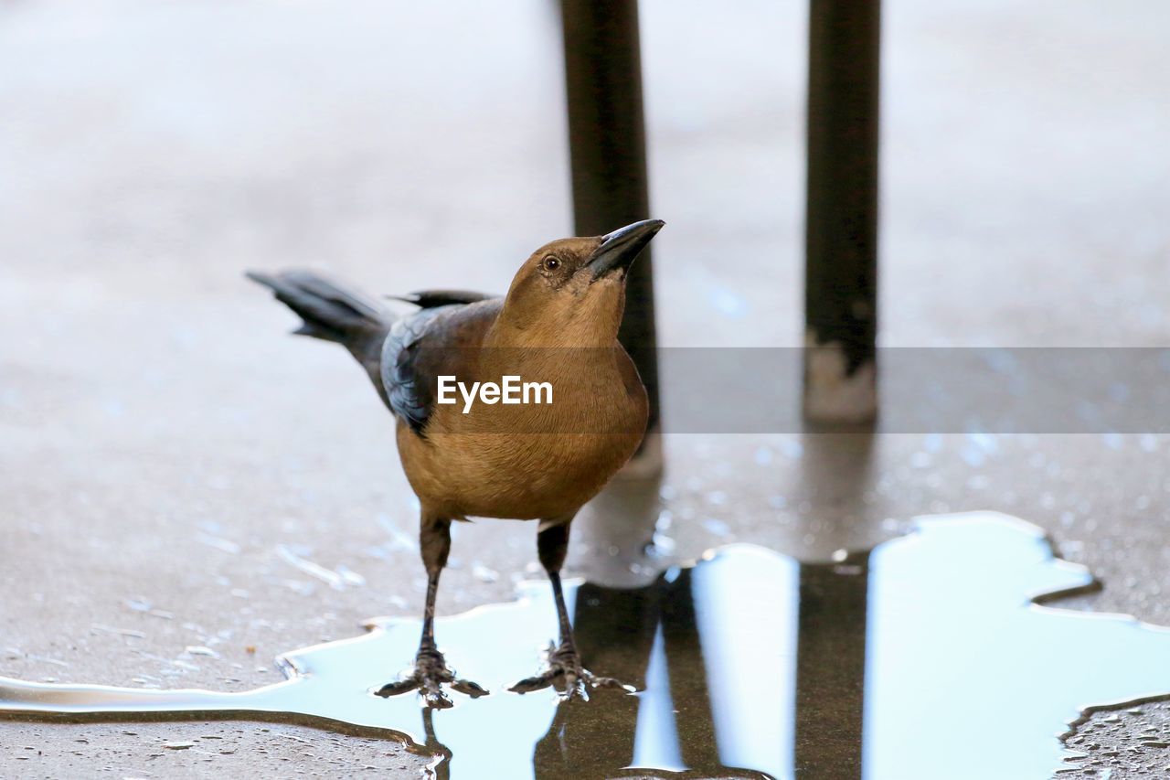 CLOSE-UP OF SPARROW PERCHING ON WATER