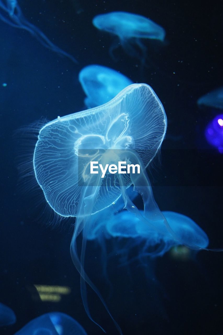 Close-up of jellyfish in sea