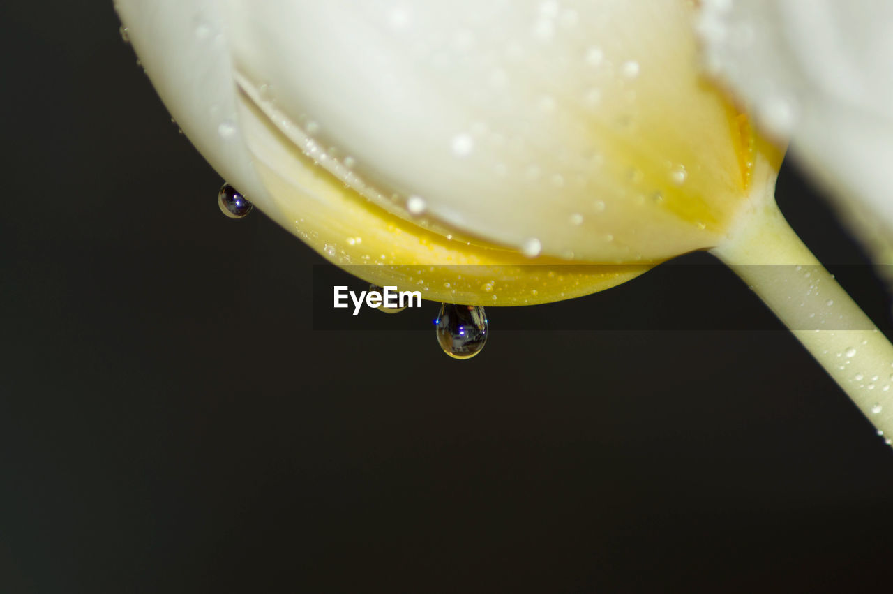 CLOSE-UP OF WATER DROP ON BLACK BACKGROUND