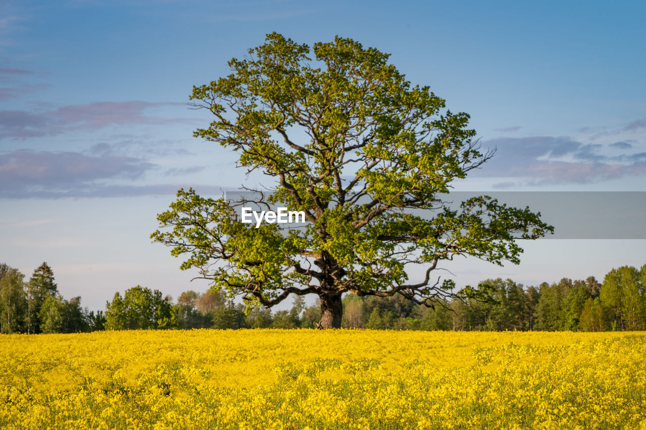plant, produce, rapeseed, landscape, tree, vegetable, flower, yellow, beauty in nature, sky, food, field, environment, rural scene, land, agriculture, canola, nature, growth, oilseed rape, scenics - nature, flowering plant, tranquility, crop, cloud, tranquil scene, farm, freshness, no people, prairie, meadow, rural area, springtime, idyllic, outdoors, blossom, mustard, day, non-urban scene, vibrant color, blue, sunlight, brassica rapa, abundance, plain, horizon