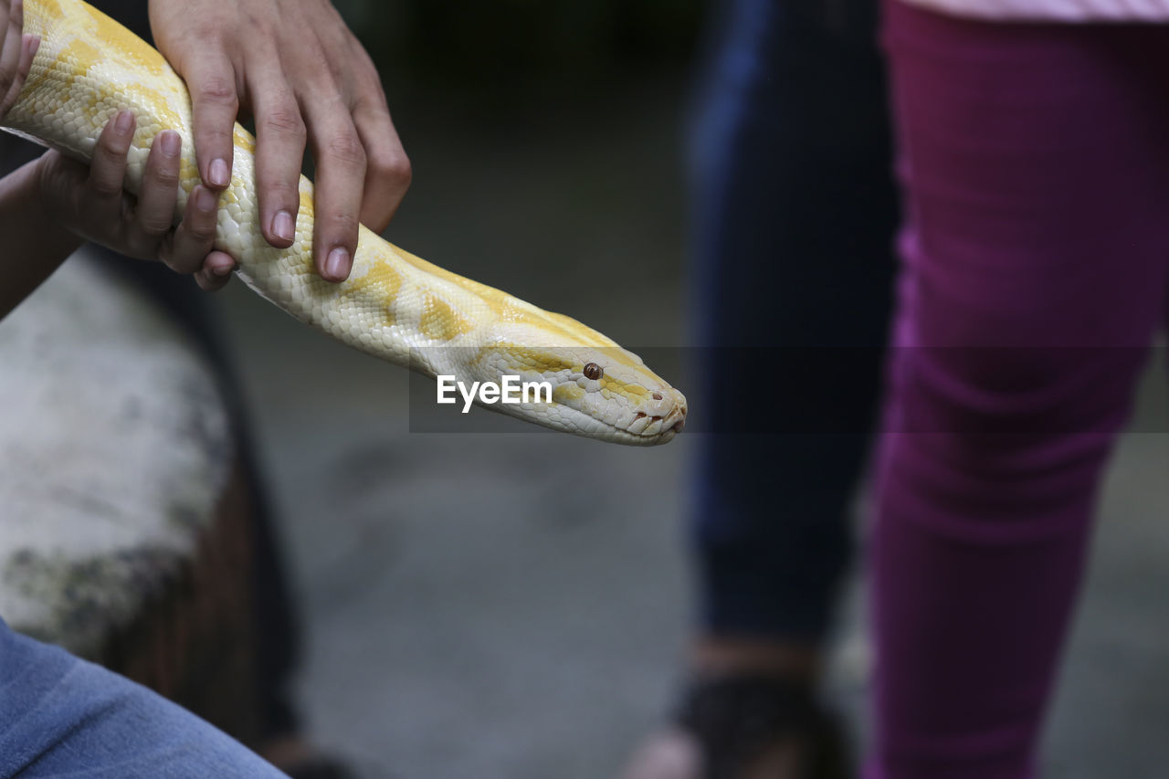 Close-up of hand holding snake