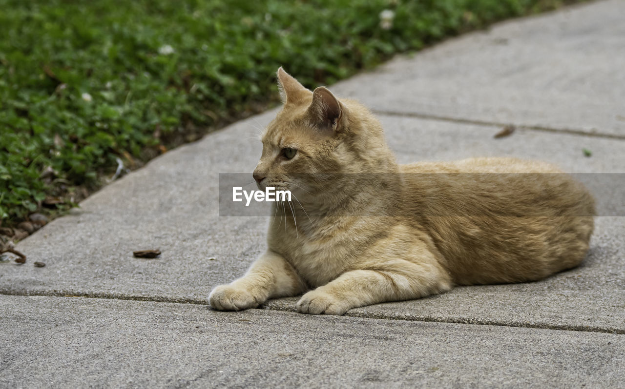 Portrait of cat sitting on footpath