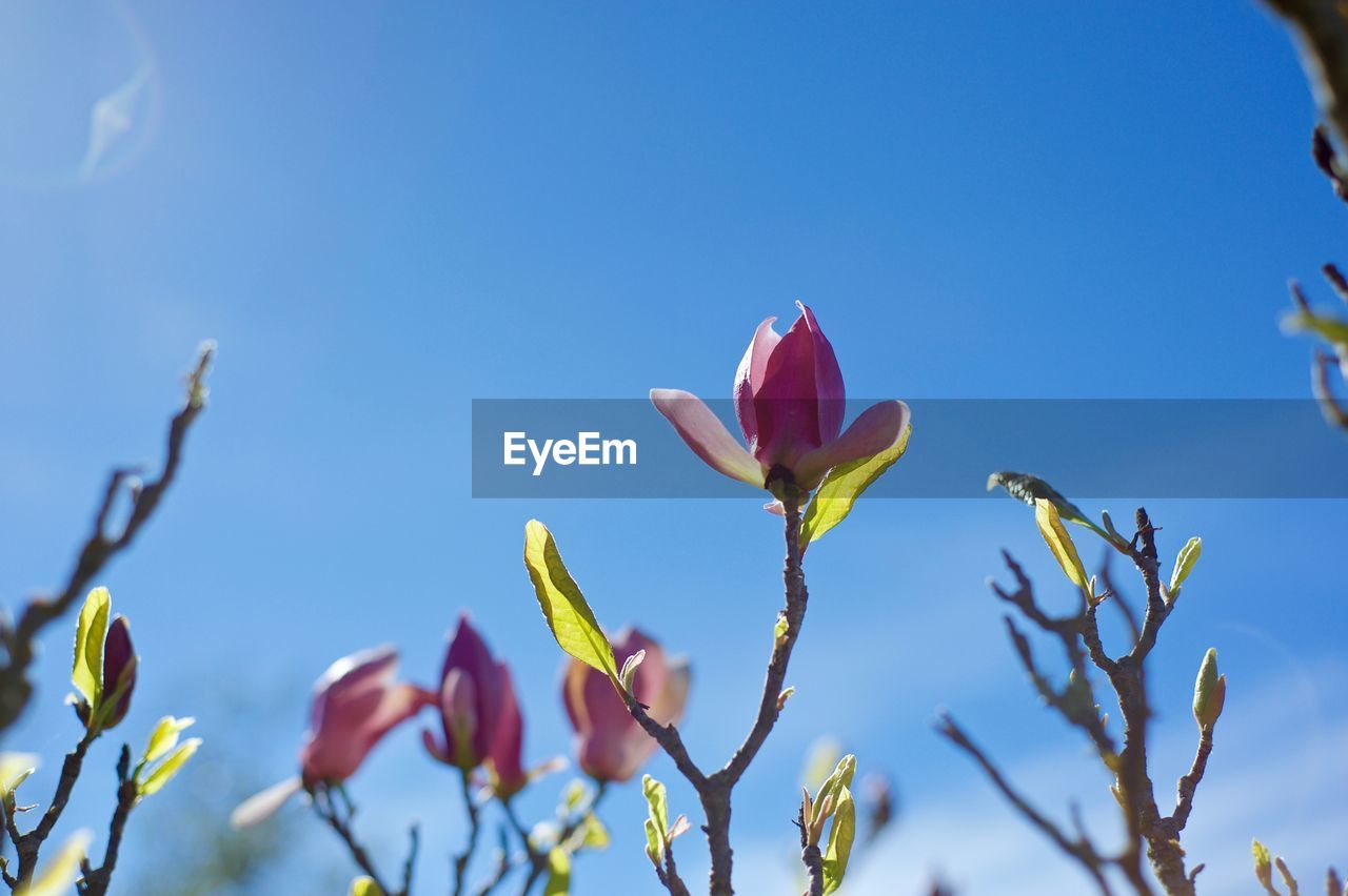 Low angle view of pink flowers blooming against clear sky