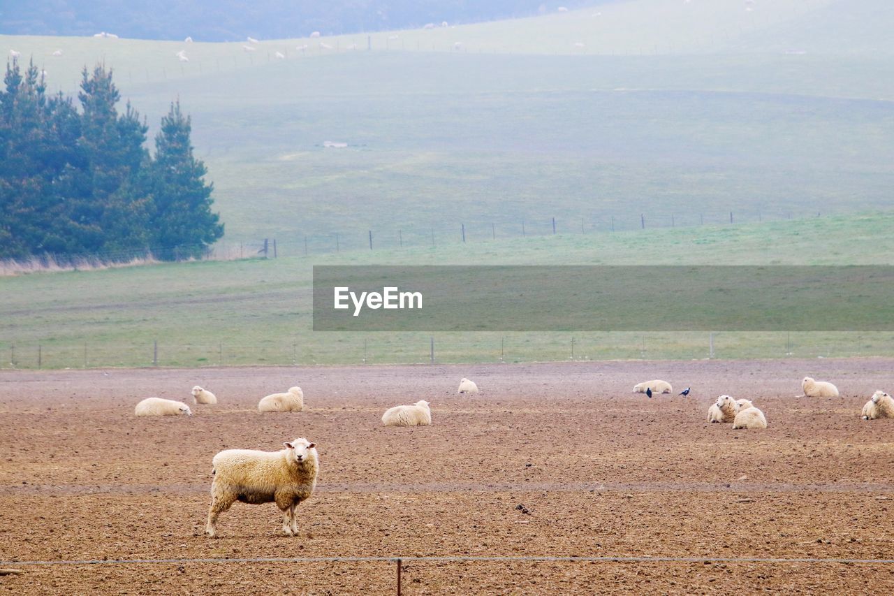 VIEW OF A SHEEP ON FIELD