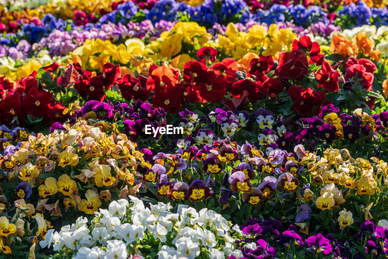 FULL FRAME SHOT OF PURPLE FLOWERS