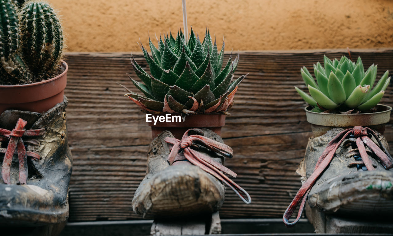 High angle view of potted plants on wooden wall