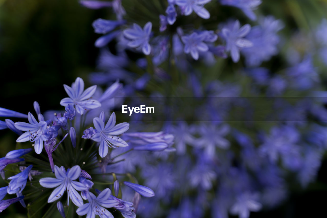 Close-up of purple flowering plants