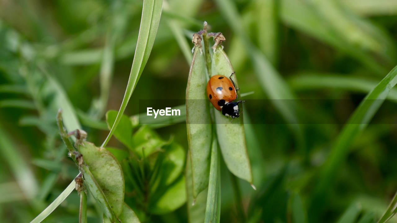 Close-up of ladybug on plant