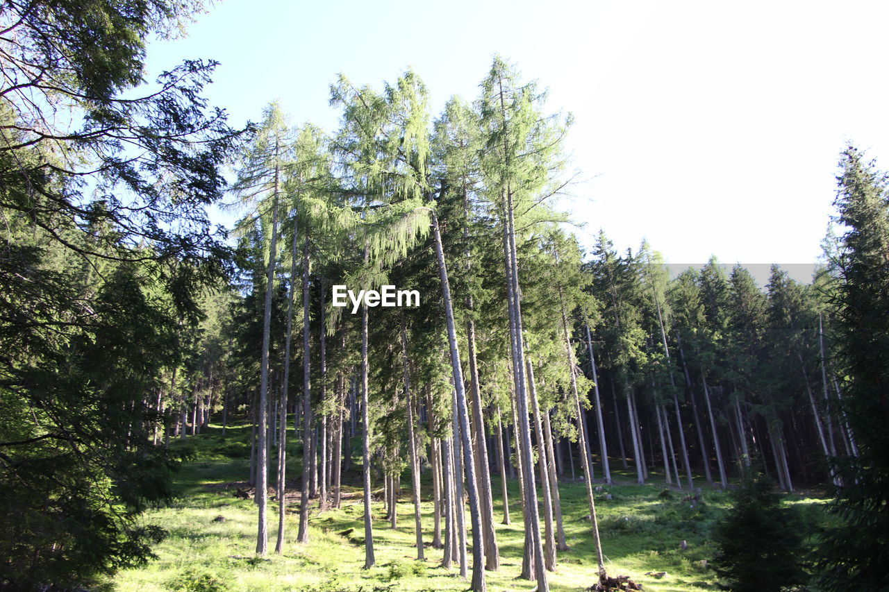 LOW ANGLE VIEW OF TREES IN FOREST AGAINST SKY