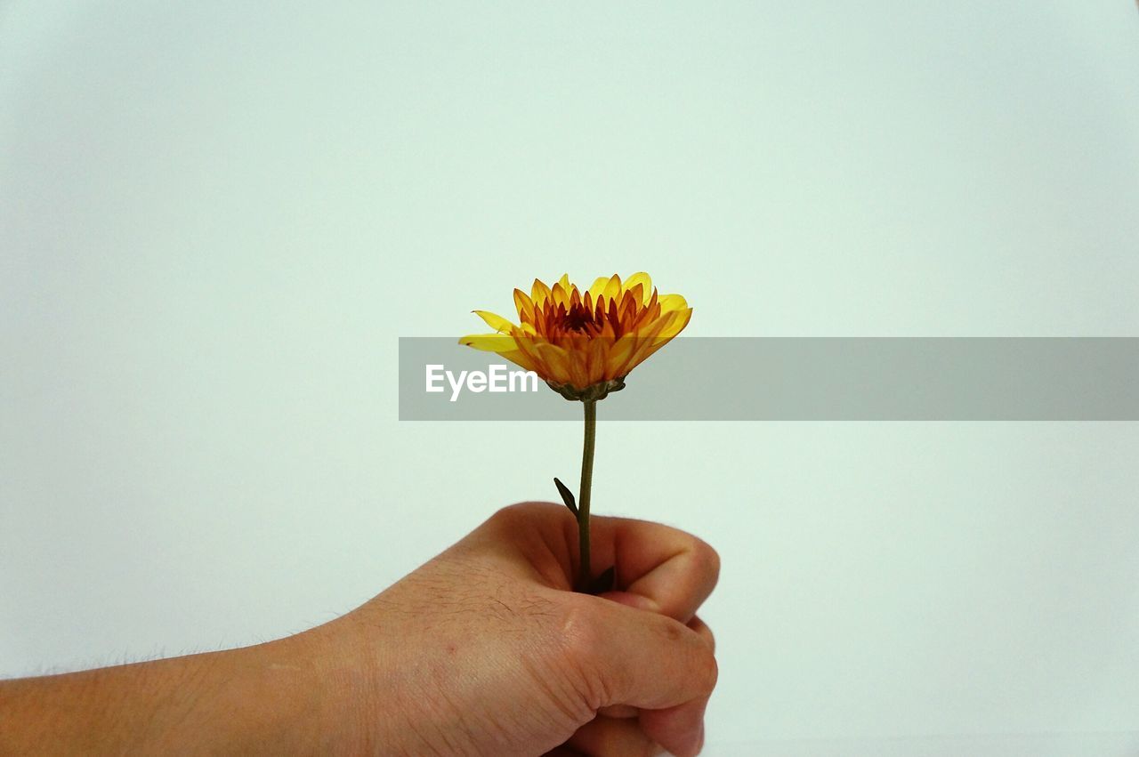 Cropped image of hand holding flower against white background