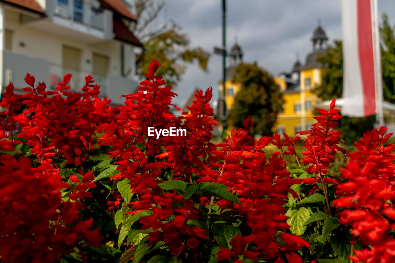 Close-up of red flowering plants